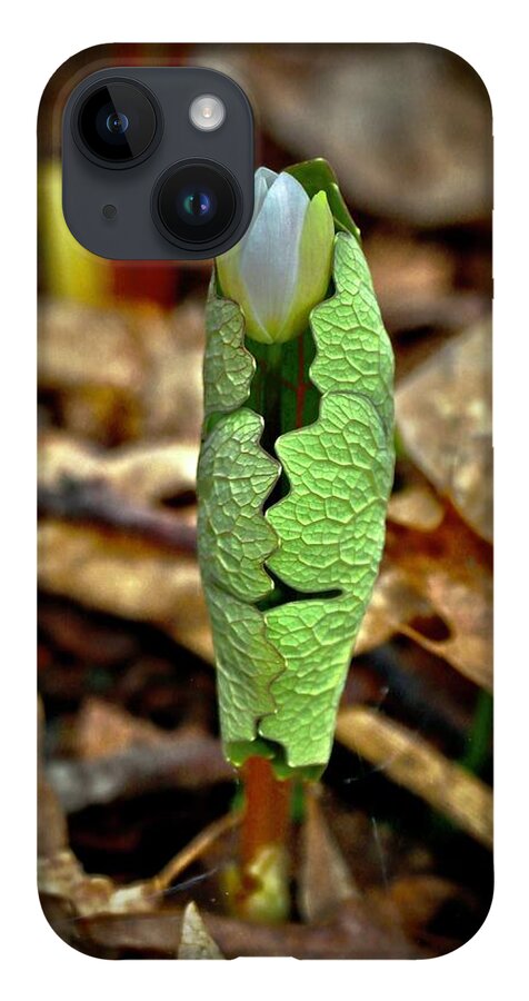 Bloodroot iPhone 14 Case featuring the photograph Bloodroot Unfolding by Sarah Lilja