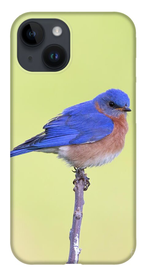 Animal iPhone Case featuring the photograph Perched Bluebird 2 by Chris Scroggins