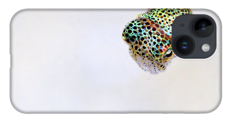 White iPhone 14 Case featuring the photograph Bobtail squid by Artesub