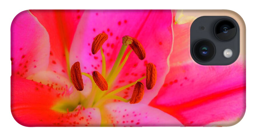 Oriental Lily iPhone 14 Case featuring the photograph Bold and Pink Oriental Lilies 4 by Lindsay Thomson