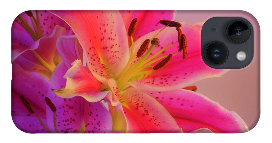 Asiatic Lily iPhone 14 Case featuring the photograph Bold and Pink Oriental Lilies 5 by Lindsay Thomson