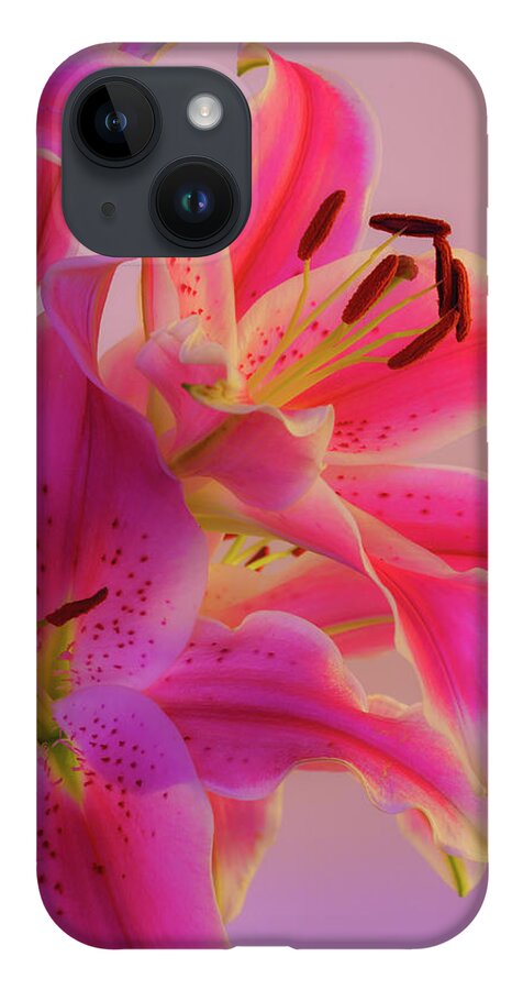Asiatic Lily iPhone 14 Case featuring the photograph Bold and Pink Oriental Lilies 6 by Lindsay Thomson