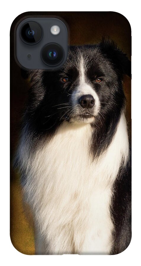 Border Collie iPhone 14 Case featuring the photograph Border Collie Portrait by Diana Andersen