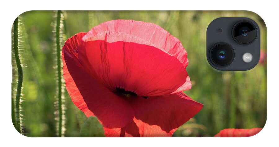 Poppy iPhone 14 Case featuring the photograph Bright red petals of a poppy by Adriana Mueller