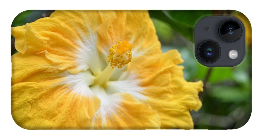 Flower iPhone 14 Case featuring the photograph Bright Yellow White Hibiscus by Amy Fose