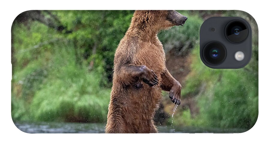 Brown Bear iPhone Case featuring the photograph Brown Bear, Brown Bear, What do you See? by Randy Robbins