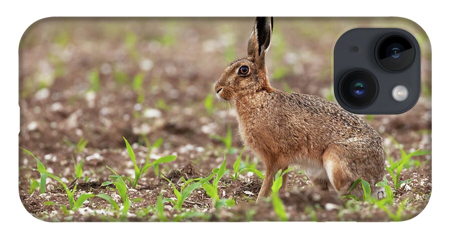 Norfolk iPhone 14 Case featuring the photograph Norfolk brown hare at in a field of crops by Simon Bratt