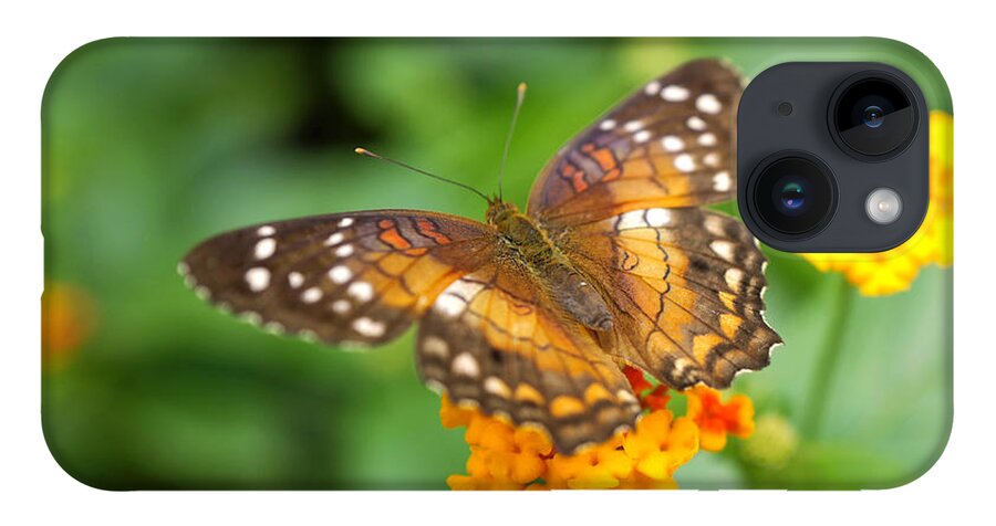 Butterfly iPhone 14 Case featuring the photograph Brown Peacock Butterfly by Rona Black