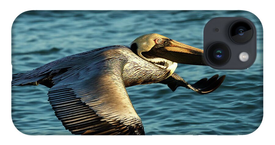 Birds iPhone 14 Case featuring the photograph Brown Pelican by David Lee