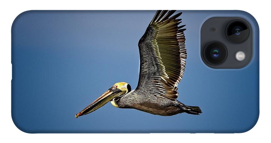 Brown Pelican iPhone 14 Case featuring the photograph Brown Pelican looking for Fish by Ronald Lutz