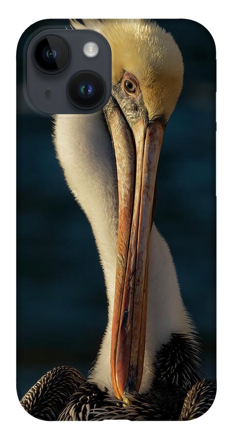Birds iPhone 14 Case featuring the photograph Brown Pelican Portrait by RD Allen