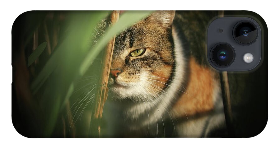 Liza iPhone 14 Case featuring the photograph Cruel look by domestic kitten walks through dense jungle by Vaclav Sonnek