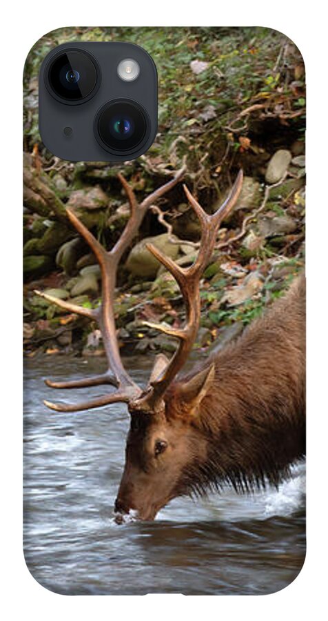 Elk iPhone 14 Case featuring the photograph Bull Elk Drinking - Smoky Mountains by Susan Rissi Tregoning