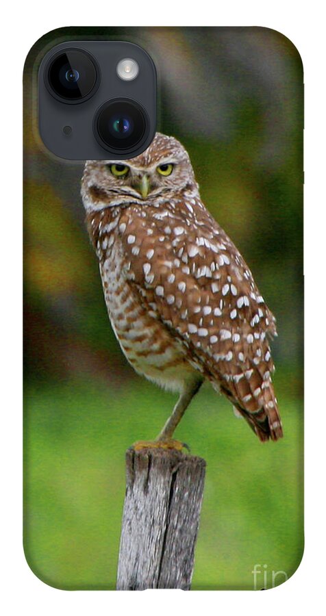 Nature iPhone 14 Case featuring the photograph Burrowing Owl by Mariarosa Rockefeller