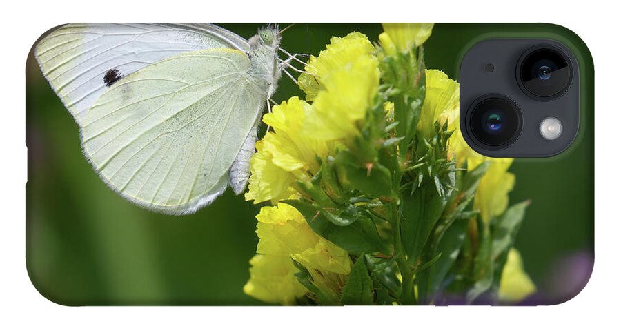 Butterfly iPhone 14 Case featuring the photograph Cabbage White Butterfly by Chris Scroggins