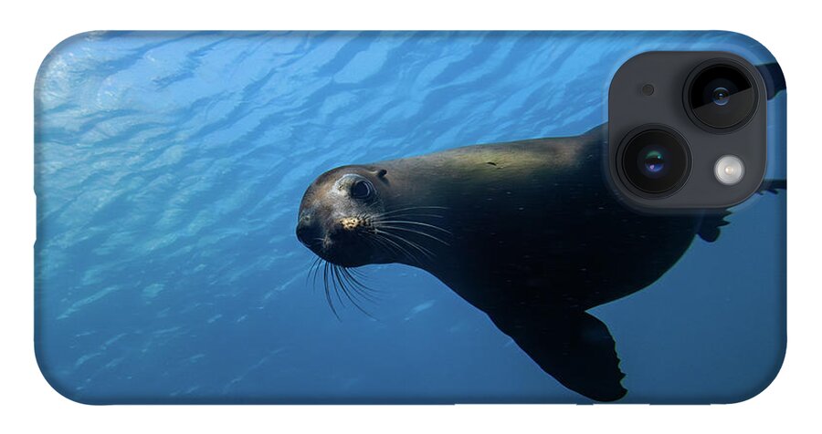 Seal iPhone 14 Case featuring the photograph California Sea Lion by Brian Weber