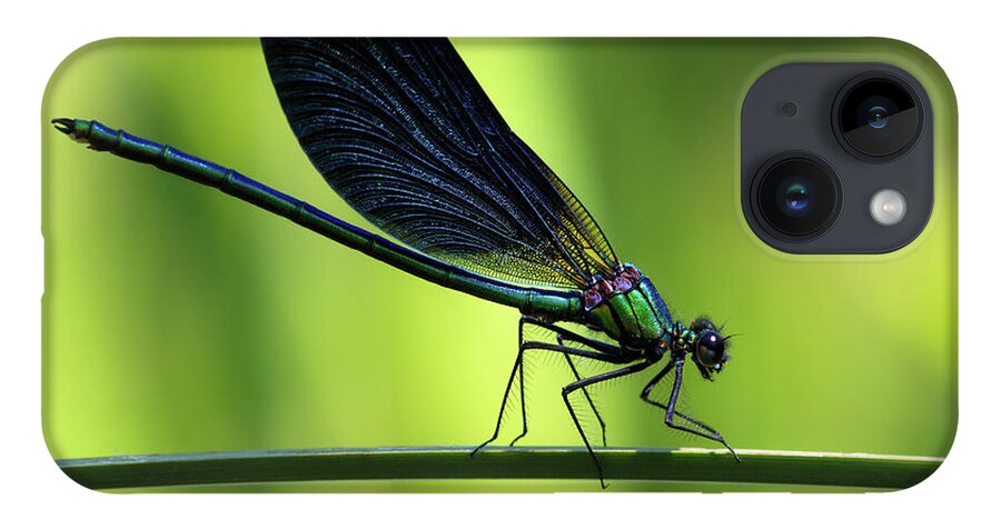 Calopteryx iPhone 14 Case featuring the photograph Calopteryx virgo - the Beautiful Demoiselle by Olivier Parent