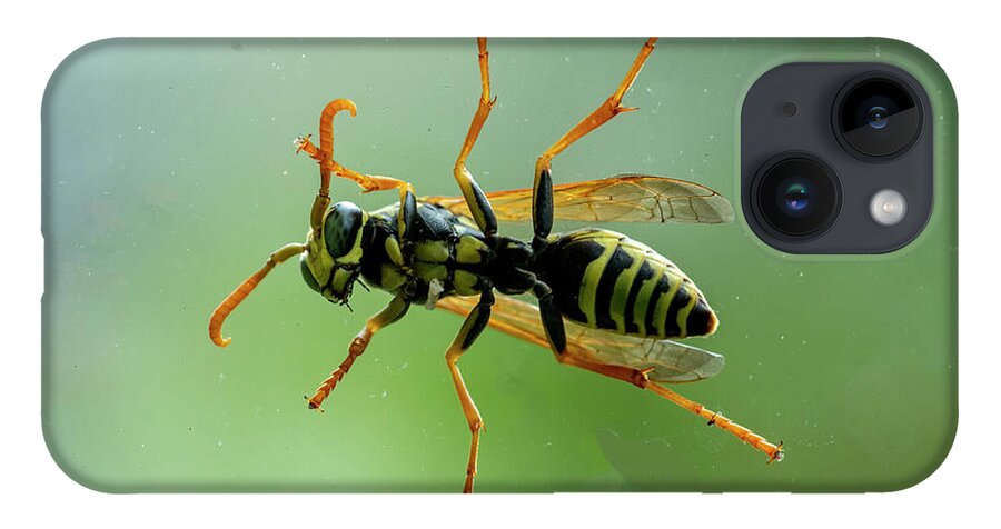 Bee iPhone 14 Case featuring the photograph Can I Come In by Cathy Kovarik