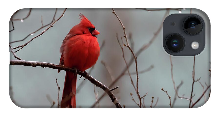 Northern Cardinal iPhone 14 Case featuring the photograph Cardinal After Rain by Mindy Musick King