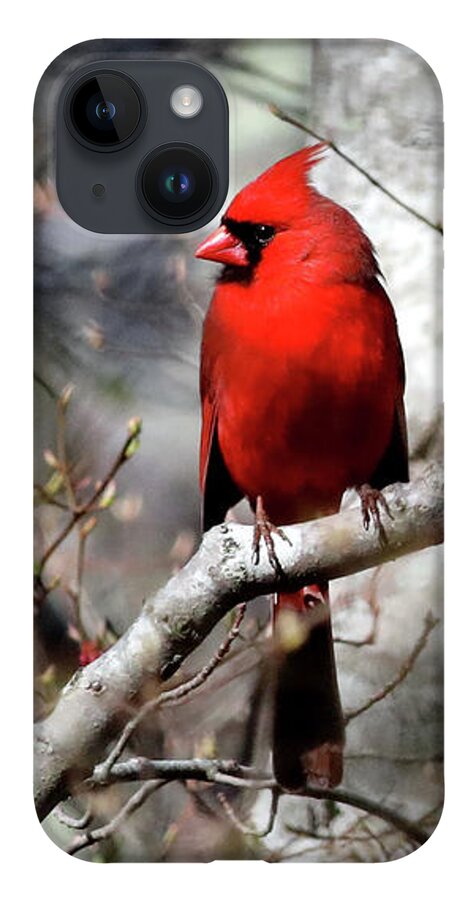 Cardinal iPhone 14 Case featuring the photograph Cardinal in Winter by Michael Gerbino
