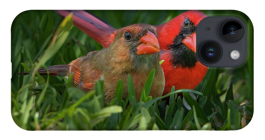 Backyard iPhone Case featuring the photograph Cardinal Mates by Larry Marshall