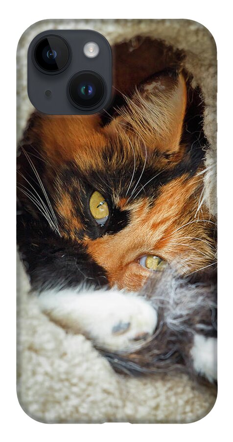 Cat iPhone Case featuring the photograph Cat in the House by Rick Deacon