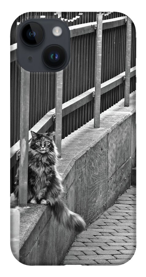 Germany iPhone 14 Case featuring the photograph Cat on a fence by Naomi Maya