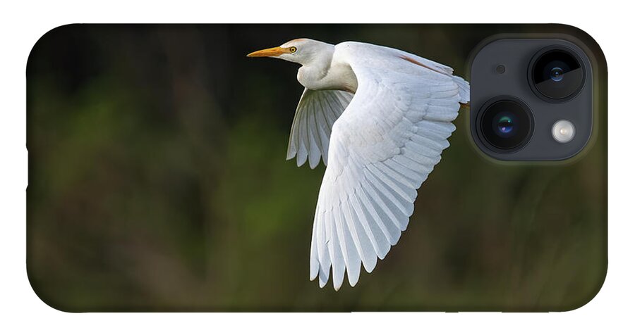 Cattle Egret iPhone 14 Case featuring the photograph Cattle Egret in flight by Rick Mosher