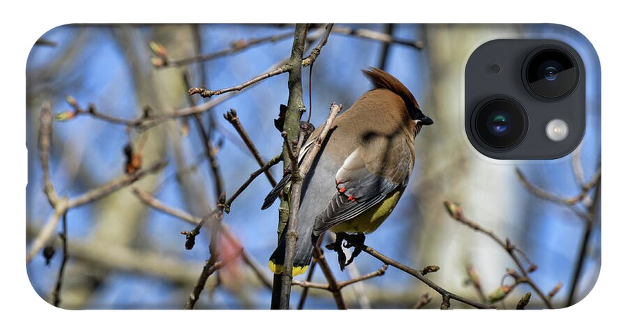 iPhone 14 Case featuring the photograph Cedar Waxwing 4 by David Armstrong