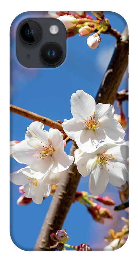 Flowers iPhone 14 Case featuring the photograph Cherry Blossoms by David Beechum