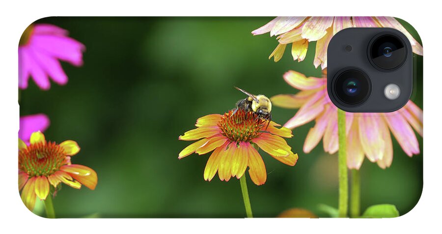 Flowers iPhone 14 Case featuring the photograph Cheyenne Spirit Coneflowers with a bee. by Bentley Davis