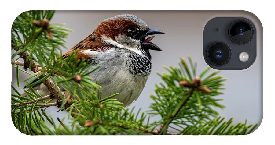Bird iPhone 14 Case featuring the photograph Chirp by Cathy Kovarik