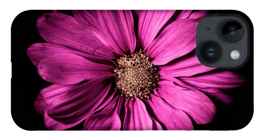 Magenta Flower iPhone 14 Case featuring the photograph Chrysanthemum by Darcy Dietrich