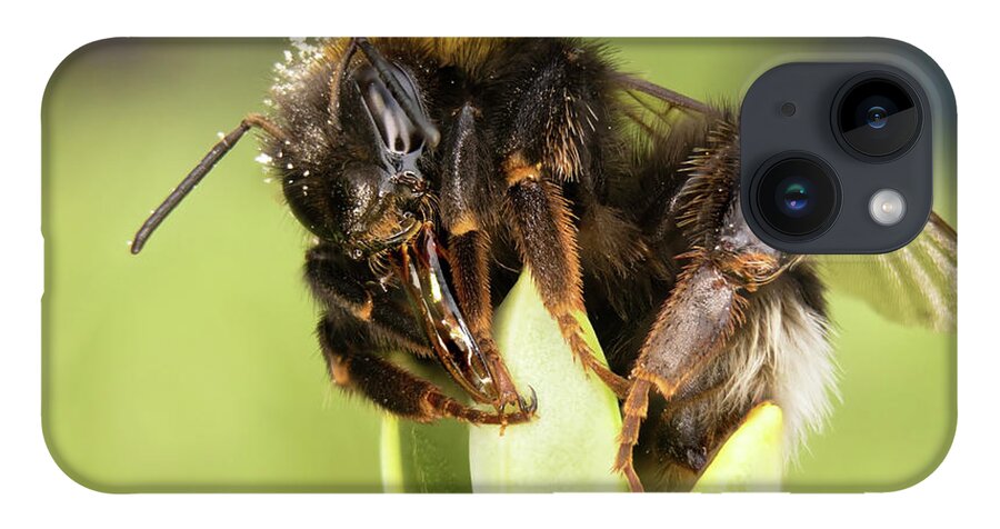 Nature iPhone 14 Case featuring the photograph Close Up Of An Earth Bumblebee by MPhotographer