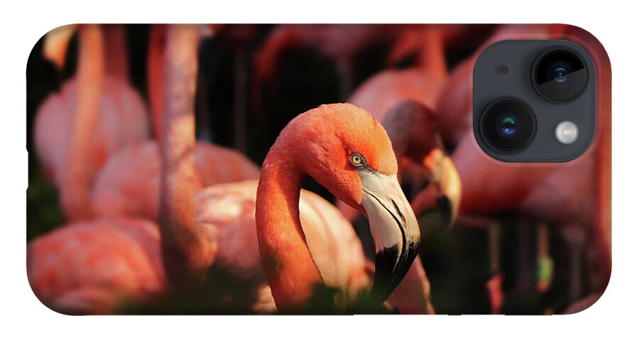American Flamingo iPhone 14 Case featuring the photograph Head american flamingo, Phoenicopterus ruber, from bushes by Vaclav Sonnek