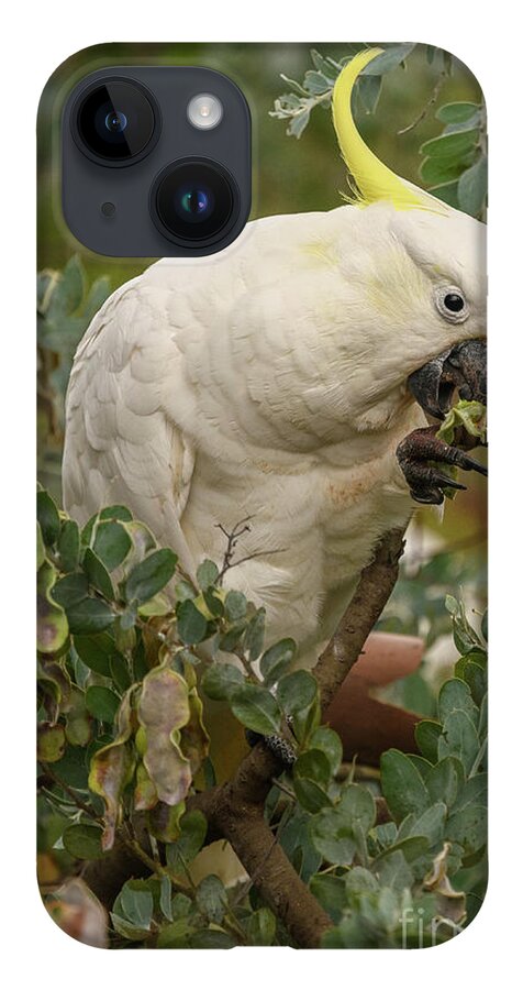 Wildlife iPhone Case featuring the photograph Cockatoo 10 by Werner Padarin