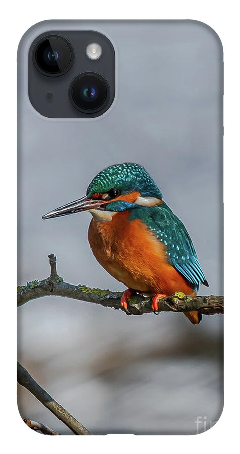 Kingfisher iPhone 14 Case featuring the photograph Common Kingfisher, Acedo Atthis, Sits On Tree Branch Watching For Fish by Andreas Berthold