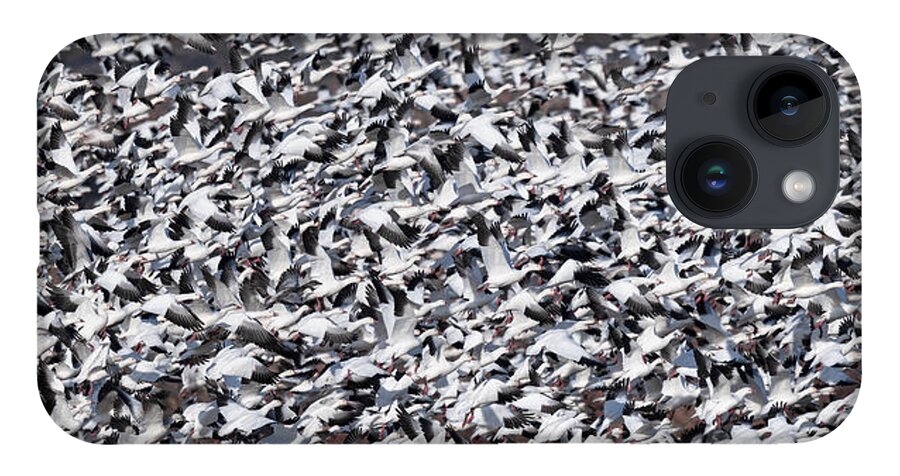 Snow Geese iPhone 14 Case featuring the photograph Controlled Chaos. by Paul Martin