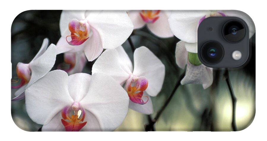 White Orchids iPhone 14 Case featuring the photograph Convocation of Orchids by Bruce Frank