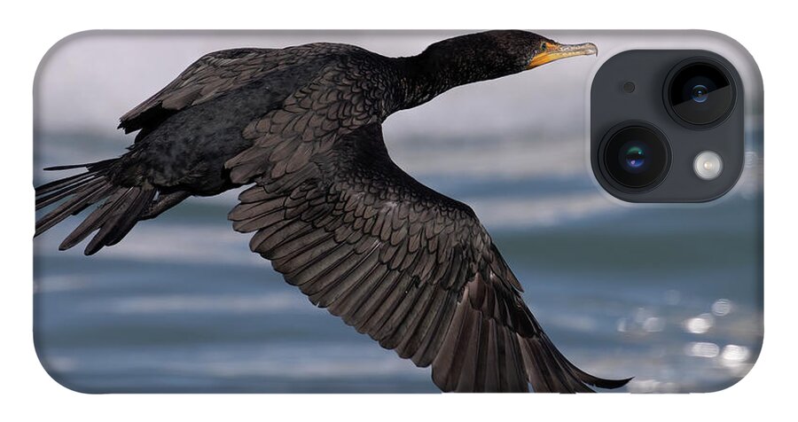 Birds iPhone 14 Case featuring the photograph Cormorant's Glistening Glide by RD Allen