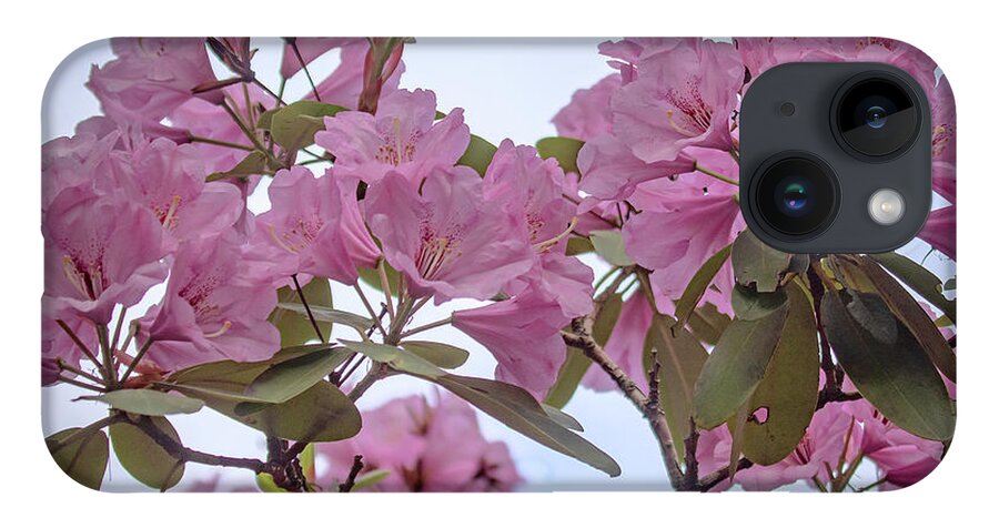 Rhododendron iPhone Case featuring the photograph Cornell Botanic Gardens #6 by Mindy Musick King
