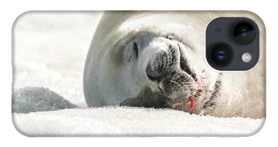 04feb20 iPhone 14 Case featuring the photograph Crabeater Seal Frozen Drool Pile Macro by Jeff at JSJ Photography