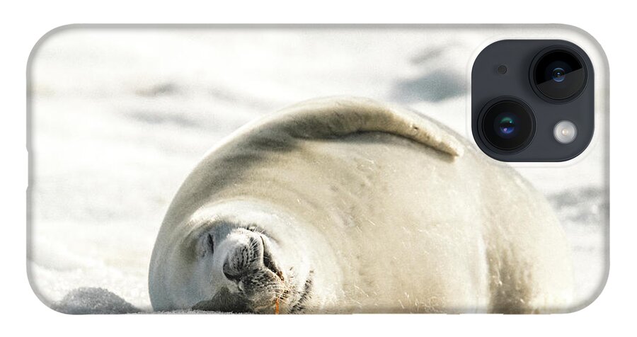 04feb20 iPhone Case featuring the photograph Crabeater Seal Frozen Drool Pile Raw Color by Jeff at JSJ Photography