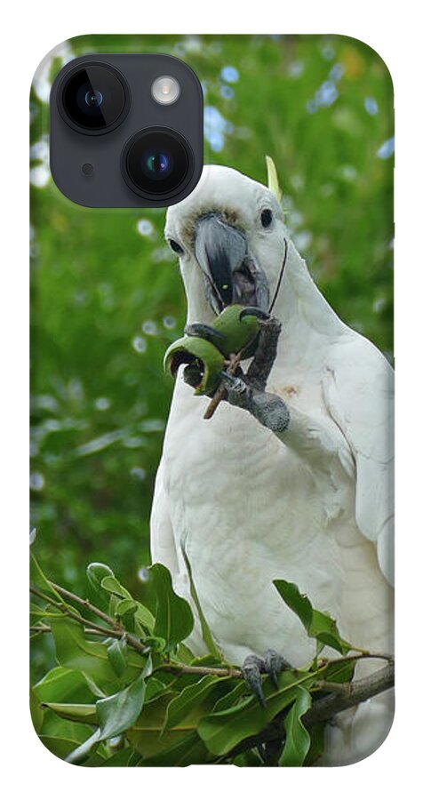 Birds iPhone 14 Case featuring the photograph Cracking A Tough Nut by Maryse Jansen