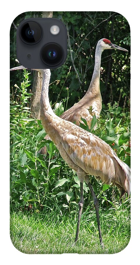 Birds iPhone 14 Case featuring the photograph Cranes at Acewood Basin by Janis Senungetuk