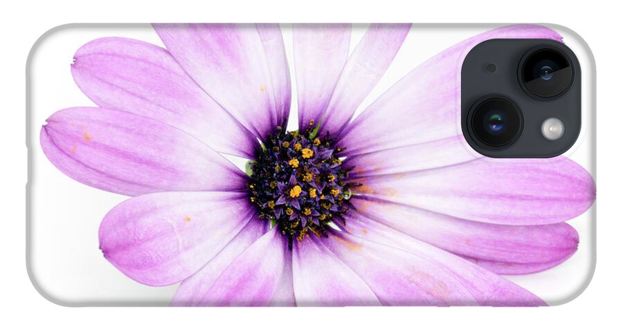 Flower iPhone 14 Case featuring the photograph Daisybush Osteospermum barberiae flowerhead by Viktor Wallon-Hars
