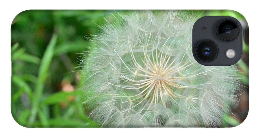 Nature iPhone 14 Case featuring the photograph Dandelion 4 by Amy Fose