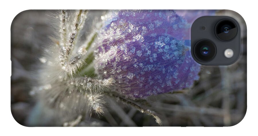Frost iPhone 14 Case featuring the photograph Dawn Frost On A Spring Crocus by Karen Rispin