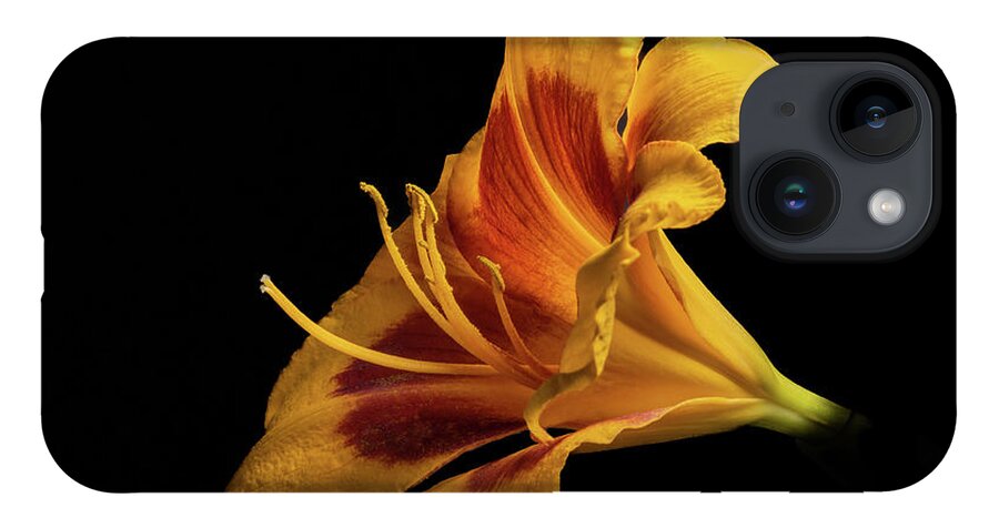 Hemerocallis Fulva iPhone Case featuring the photograph Daylily at Night by Kevin Suttlehan