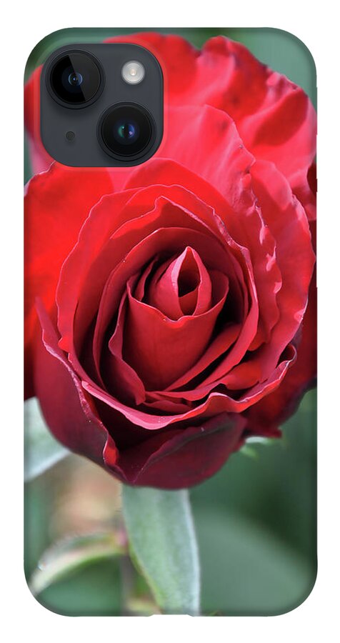 Red-rose iPhone 14 Case featuring the digital art Deep Red Rose Bloom by Kirt Tisdale